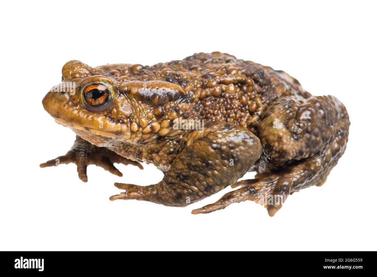 European common toad (Bufo bufo), cut-out, Germany Stock Photo