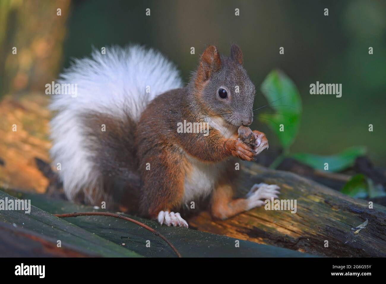 European red squirrel, Eurasian red squirrel (Sciurus vulgaris), with a white tail, symptom of albinism , Germany, Brandenburg Stock Photo