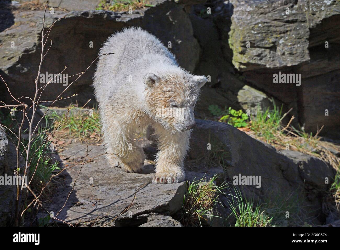 polar bear (Ursus maritimus), bear cub in the outdoor enclosure, front view Stock Photo