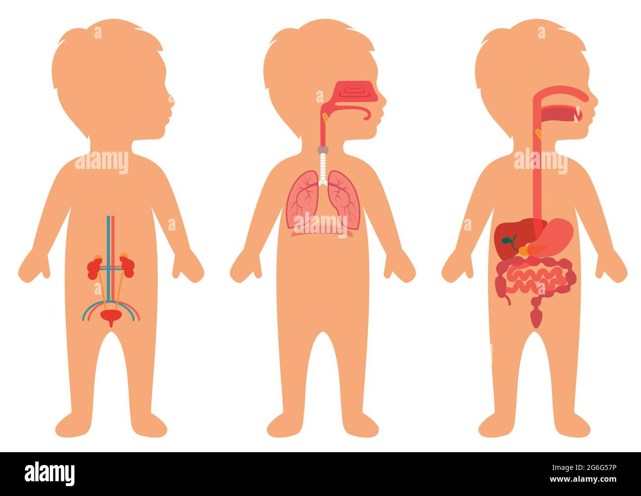 Large brain Stock Vector Images - Alamy