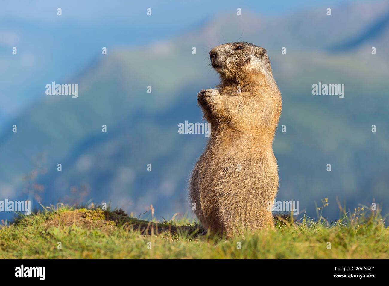 alpine marmot (Marmota marmota), standing erect in the Austrian Alps, side view , Austria, Hohe Tauern National Park Stock Photo