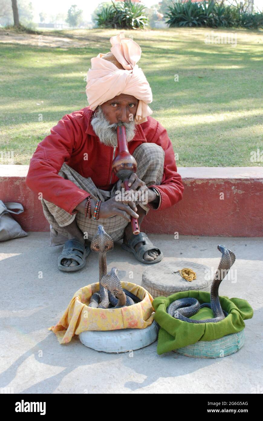 common cobra, Indian cobra (Naja naja), snake charmer, India, Delhi Stock Photo