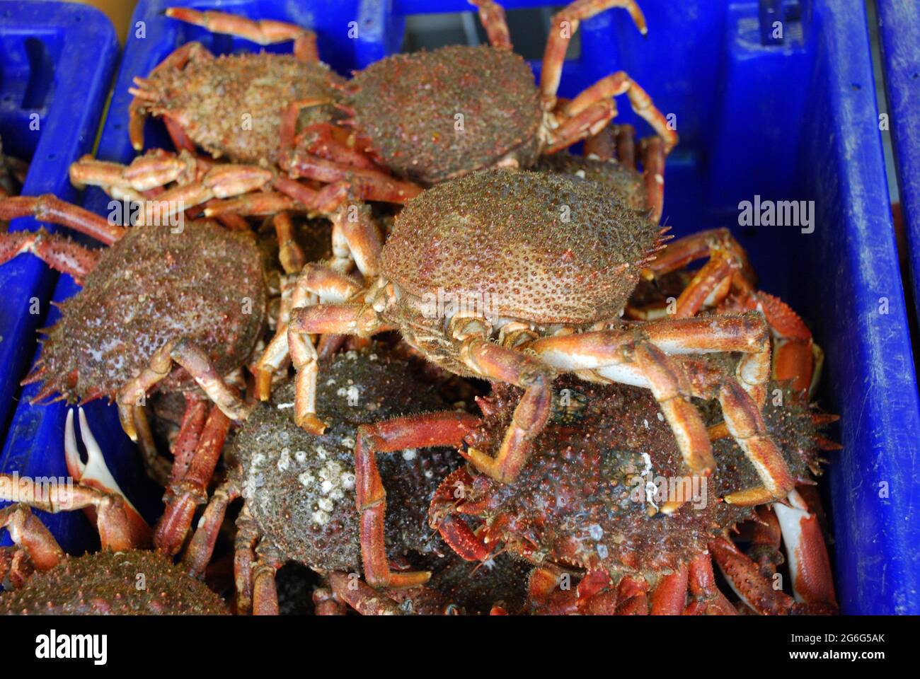 spider crabs (Majidae), fresh catch , France Stock Photo Alamy