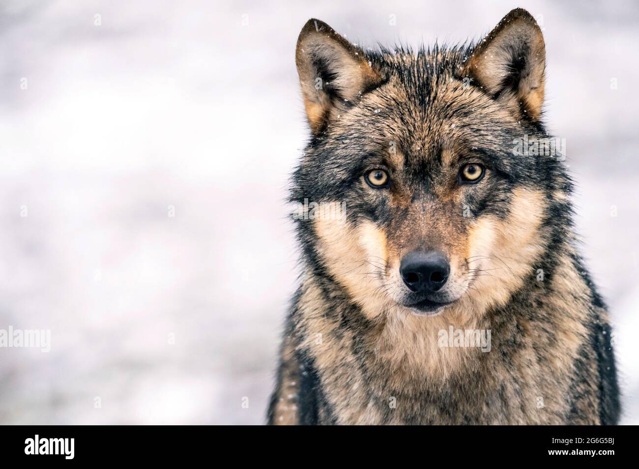 European gray wolf (Canis lupus lupus), portrit in snowfall, Germany Stock Photo