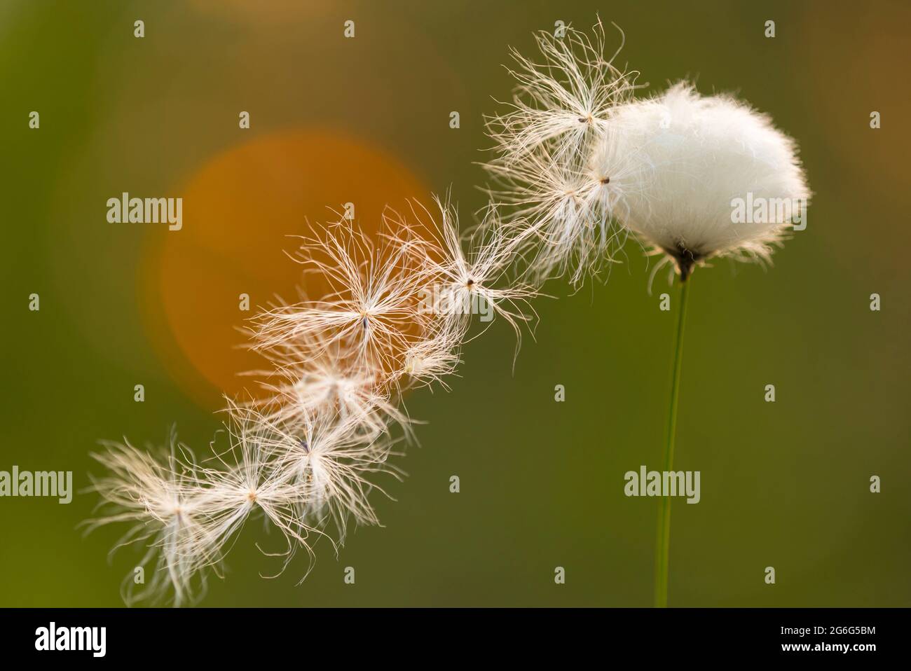 Hare's-tail cottongrass, Tussock cottongrass, Sheathed cottonsedge (Eriophorum vaginatum), fruiting, Europe, Bundesrepublik Deutschland, Stock Photo