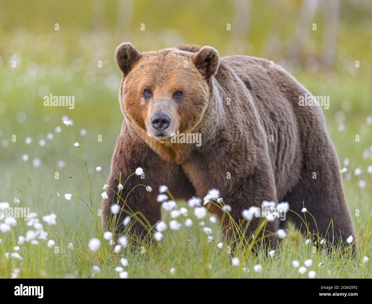 European brown bear (Ursus arctos arctos), standing in a blooming meadow, looking toward camera, Finland, Suomussalmi Stock Photo