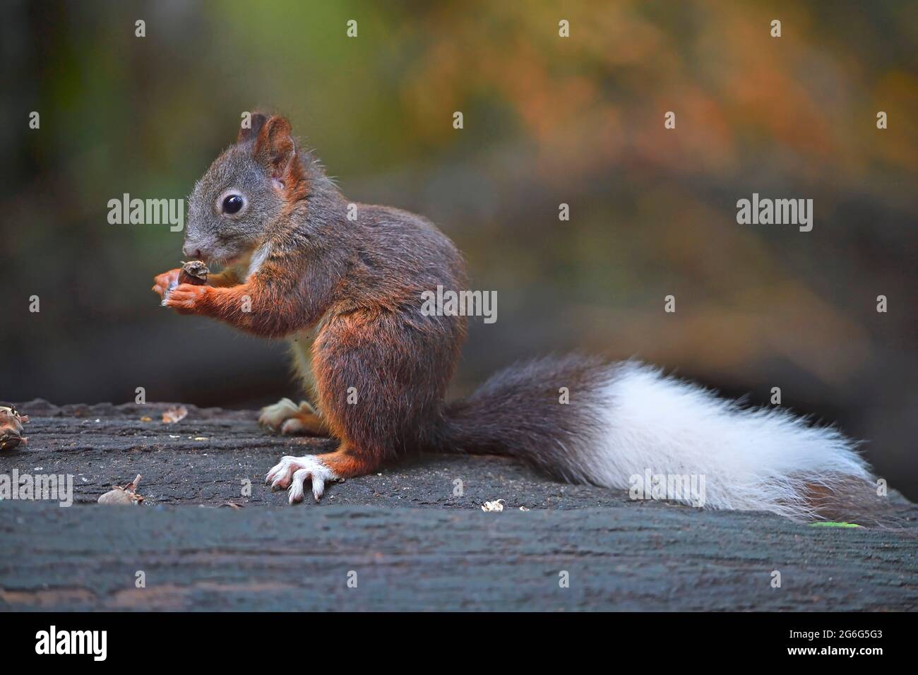 European red squirrel, Eurasian red squirrel (Sciurus vulgaris), with a white tail, symptom of albinism , Germany, Brandenburg Stock Photo