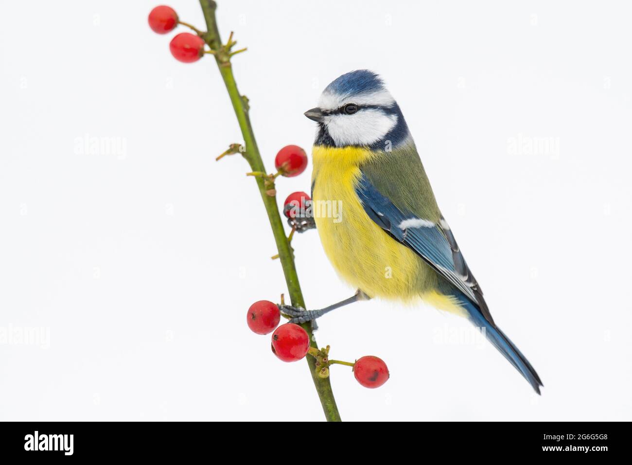 blue tit (Parus caeruleus, Cyanistes caeruleus), on a twig with red berries, cut-out, Germany Stock Photo