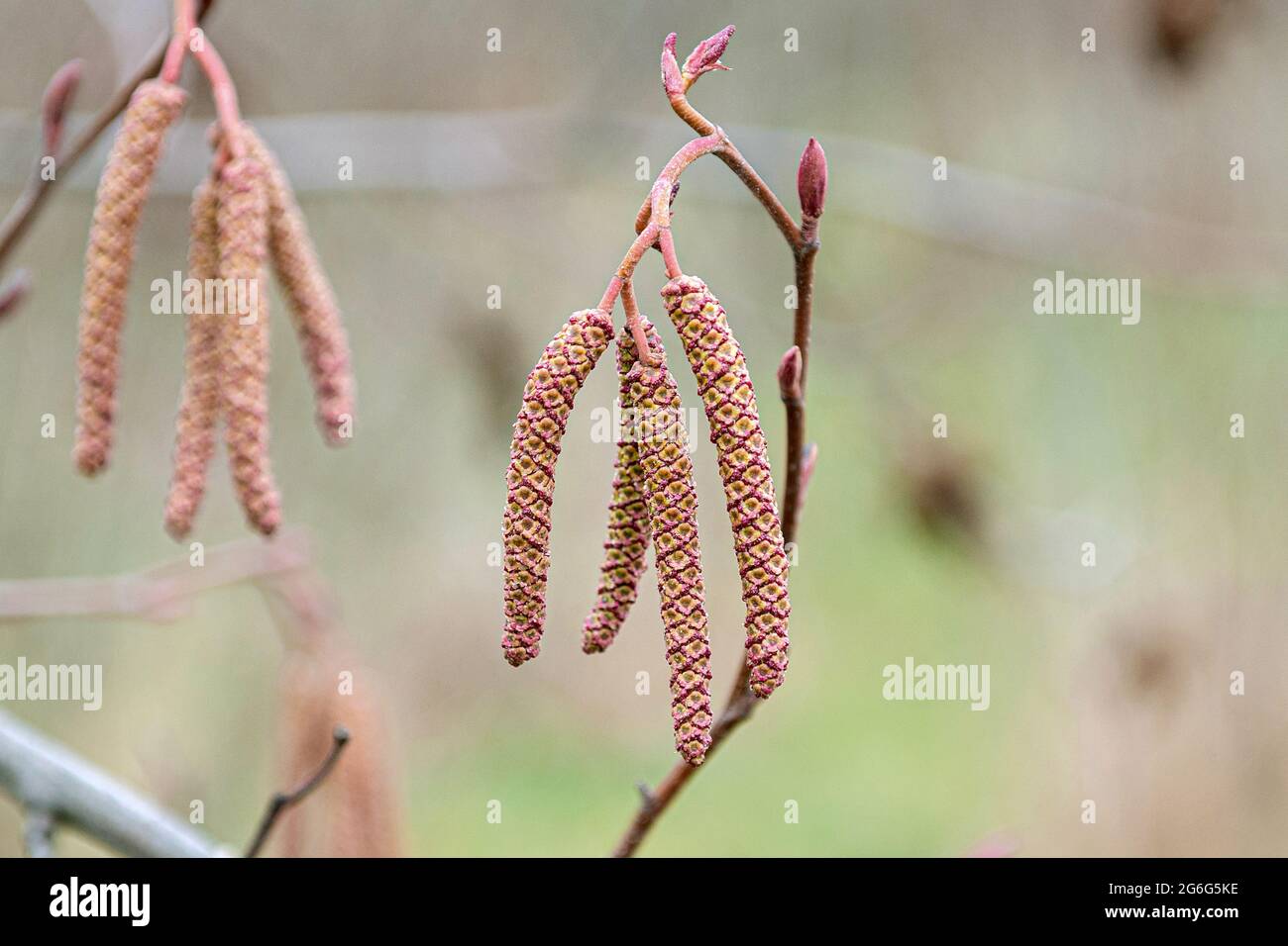 Oregon alder, red alder (Alnus rubra), male catkins Stock Photo