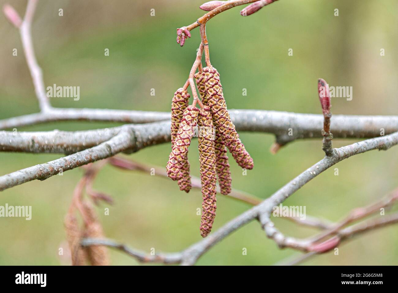 Oregon alder, red alder (Alnus rubra), male catkins Stock Photo