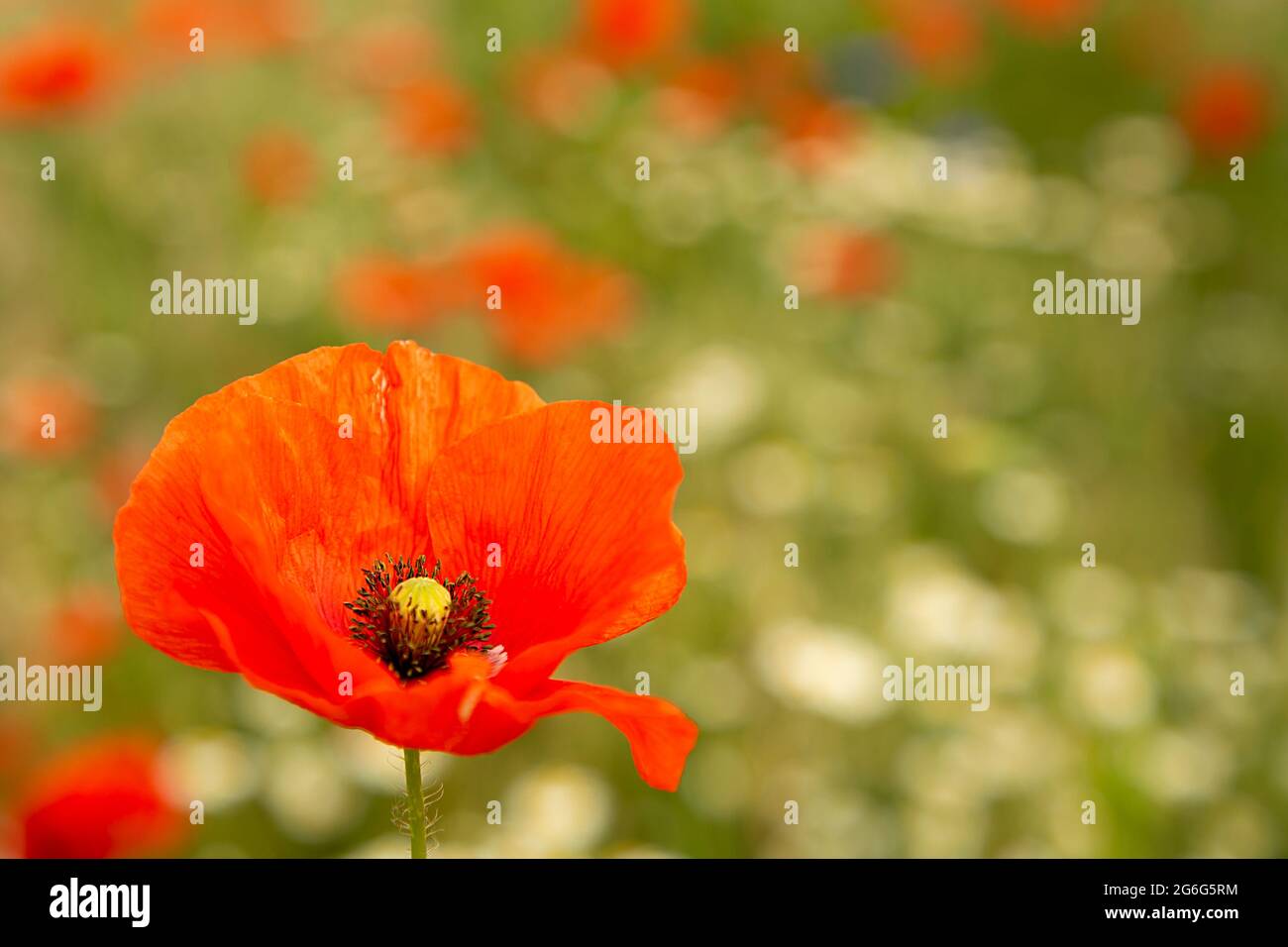 A poppy blooms on the field. A bright colorful flower blooms in the field. one flower on the background of a blooming meadow. Stock Photo
