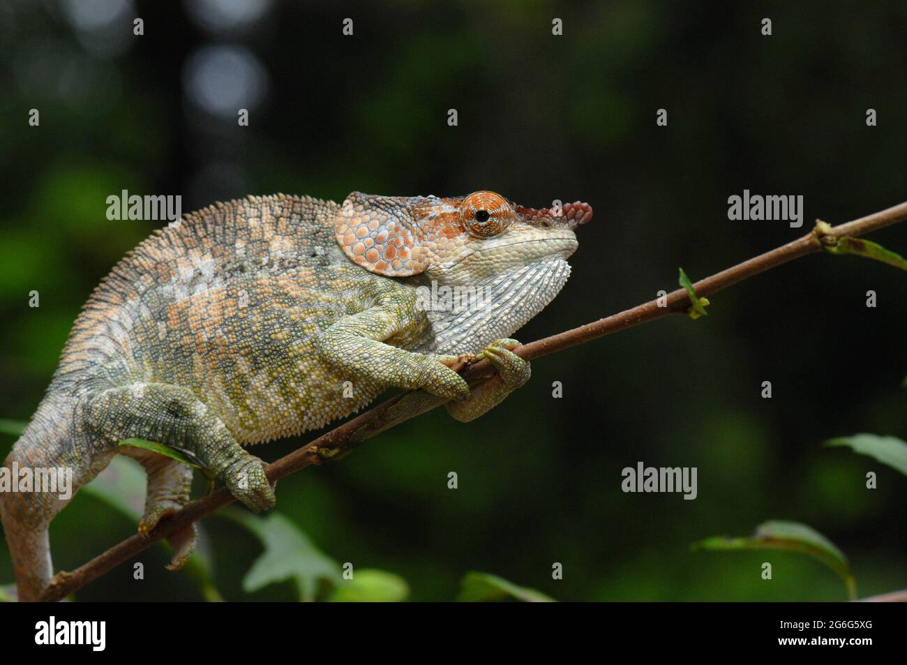 Short-horned chameleon (Calumma brevicorne), on a twig, Madagascar Stock Photo