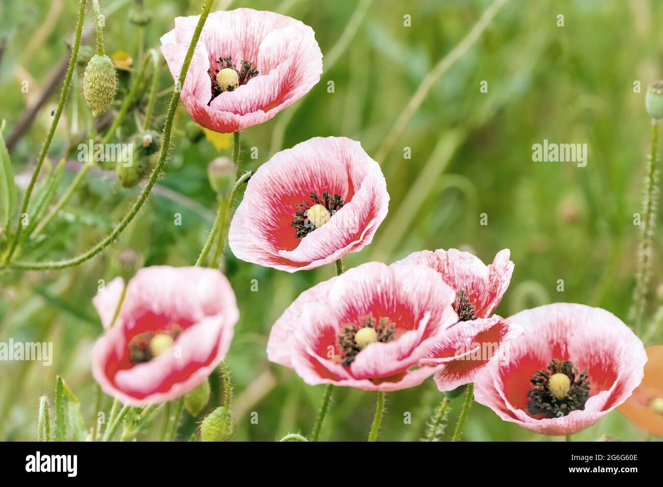 Common poppy, Corn poppy, Red poppy (Papaver rhoeas), red and white poppy flowers, Germany Stock Photo