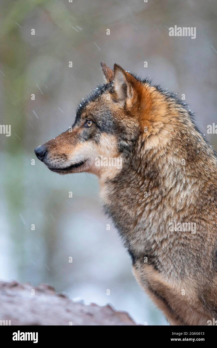 European gray wolf (Canis lupus lupus), portrit in snowfall, Germany Stock Photo