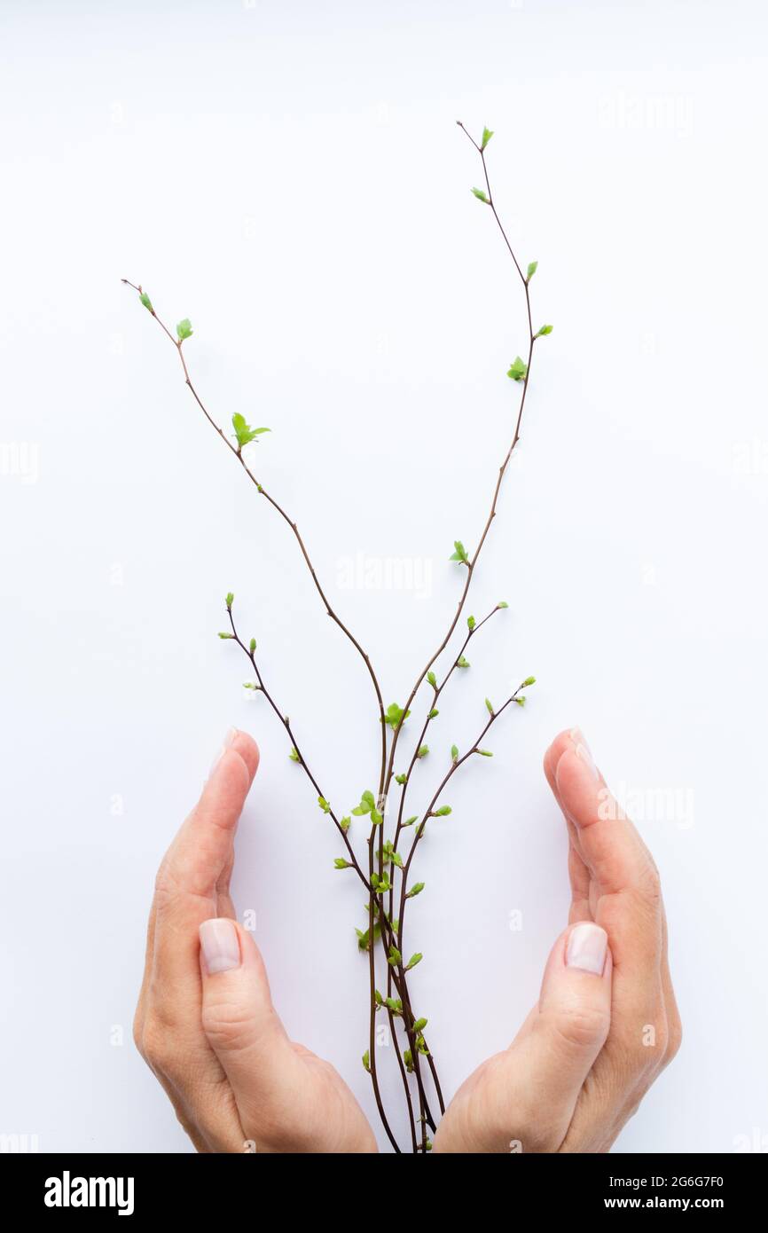 Twigs with first leaves in hands. Environment protection. Stock Photo