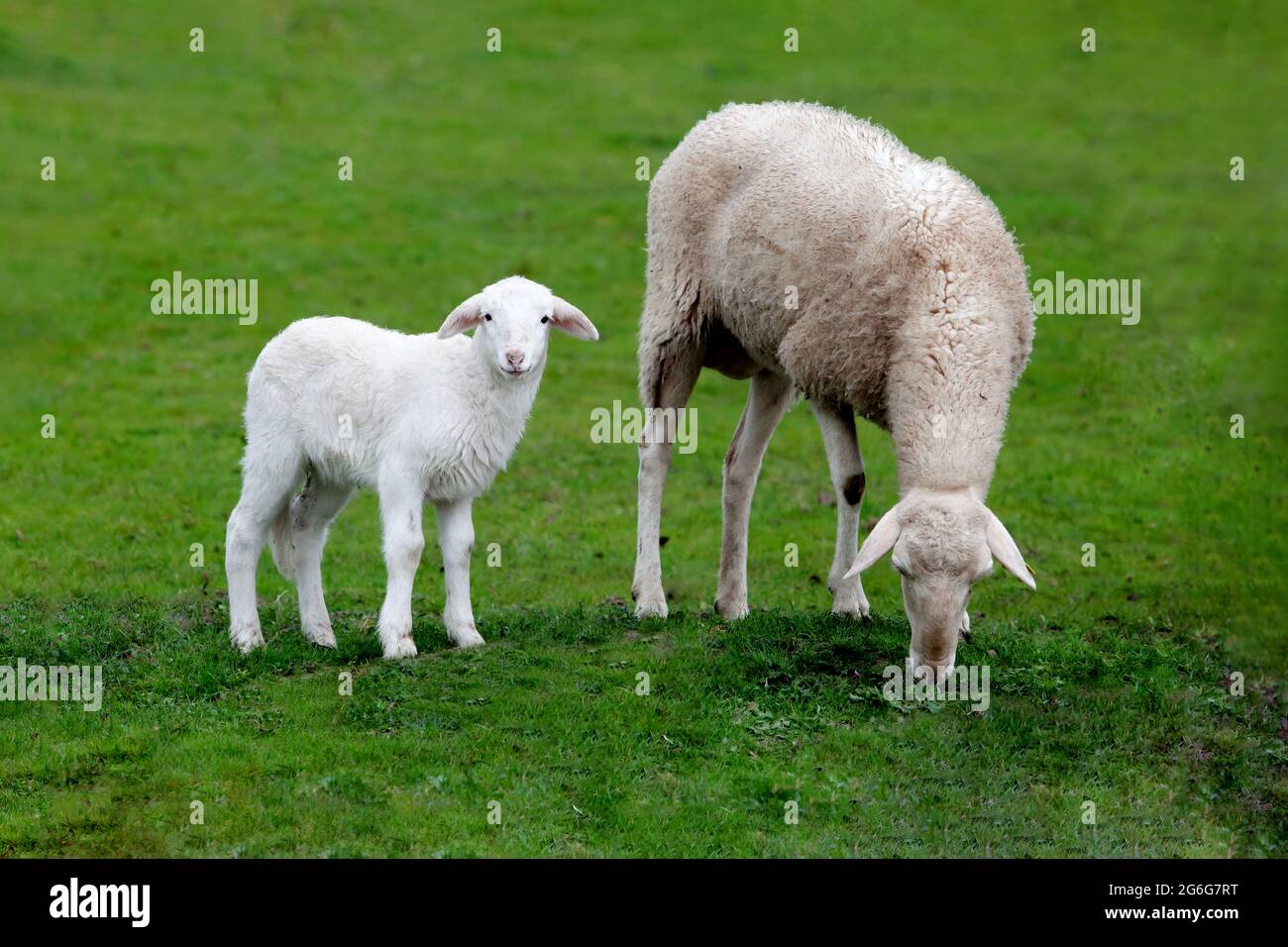 Sheep newborn lamb graze mother hi-res stock photography and images - Alamy