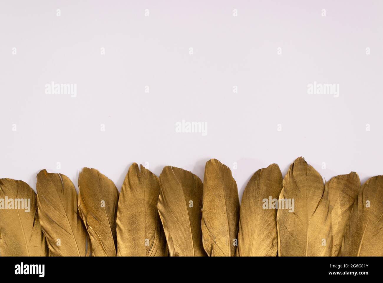 Golden feathers on a white background. Painted feathers. Stock Photo