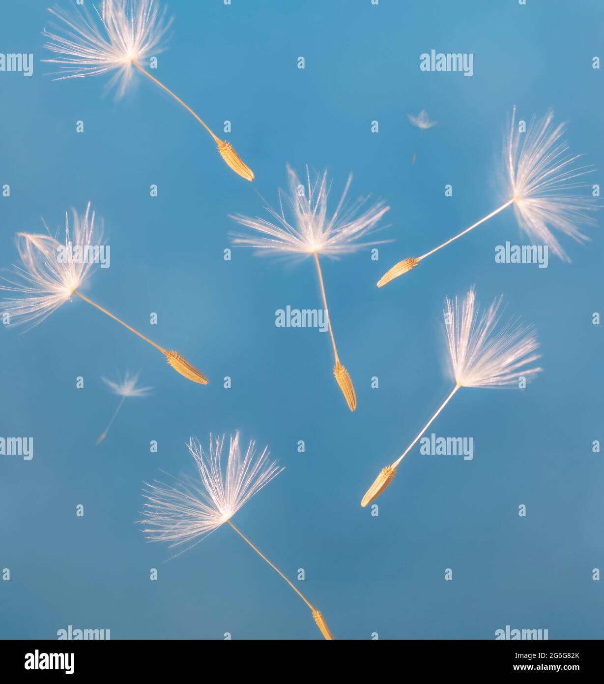 Dandelion seeds in the wind. Stock Photo