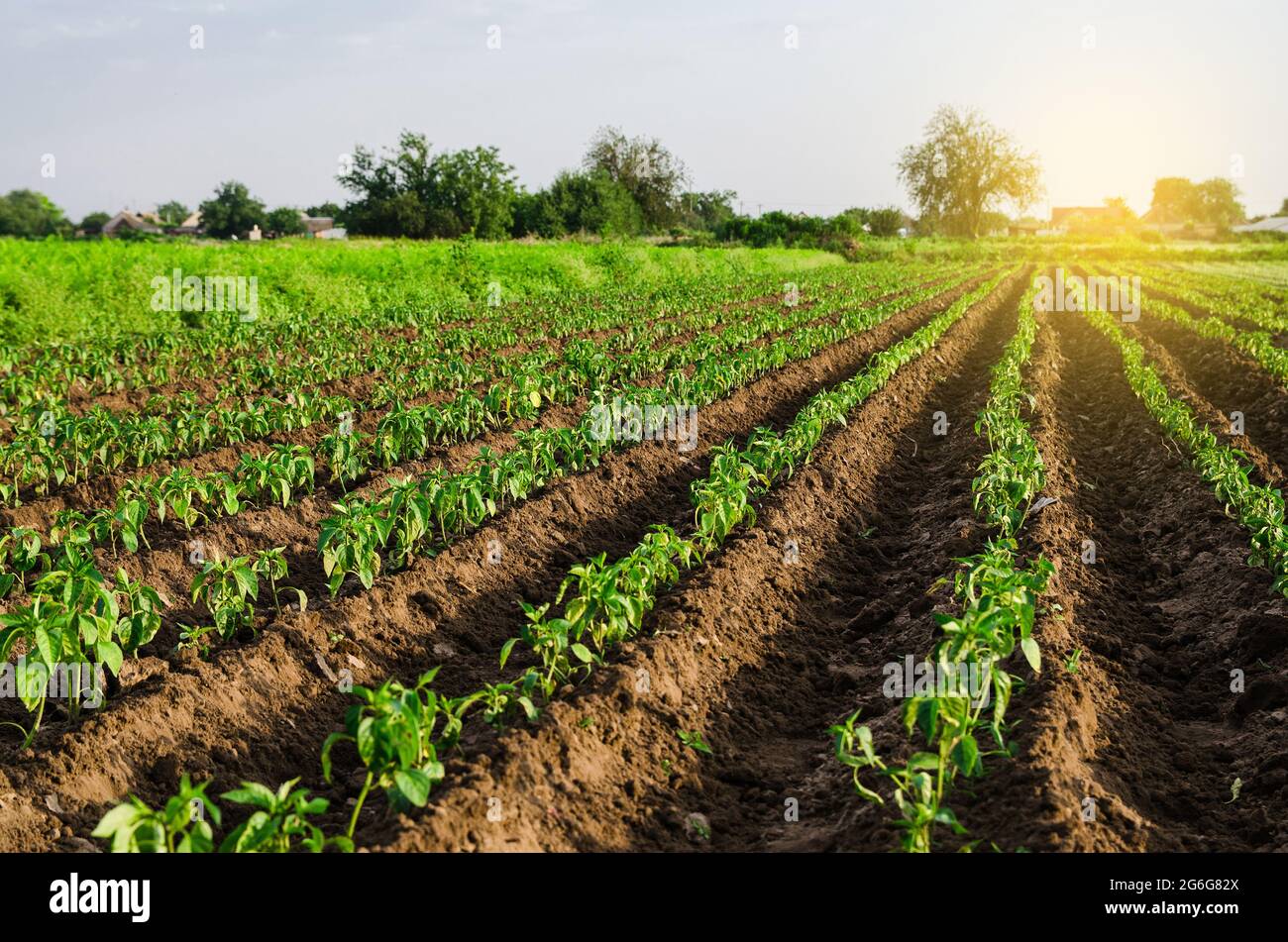 Farm field sweet pepper plantation. Growing vegetables outdoors on open