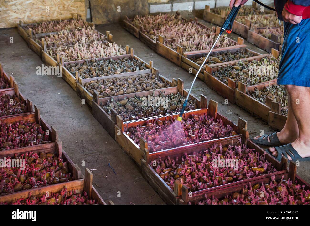 A farmer spray potato seeds with a herbicide before planting them in the ground. Insect control