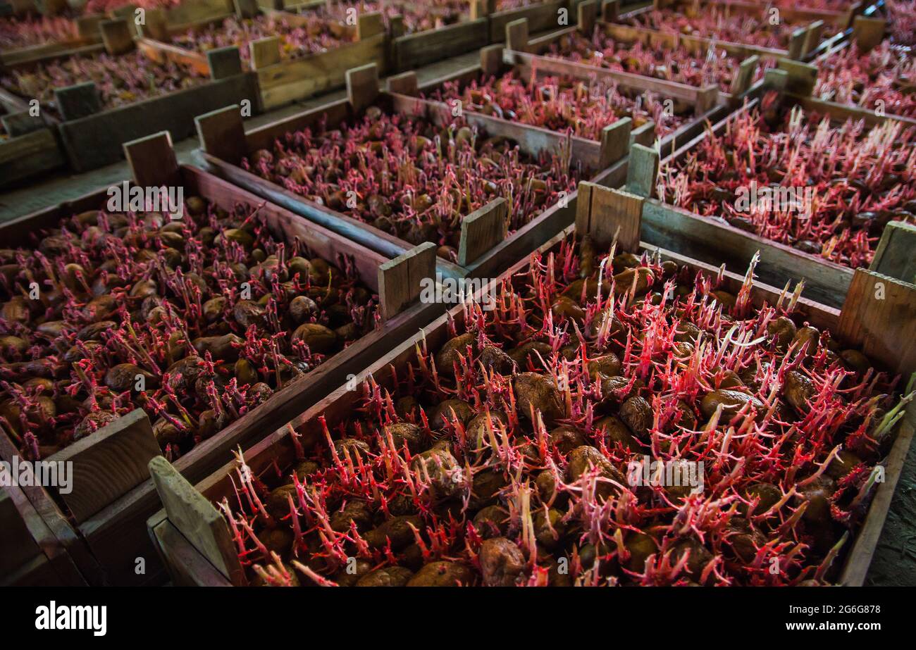 Boxes with pesticides treated potatoes for planting. Treatment and protection of seeds and seedlings. Improving efficiency of future harvest. Insect c Stock Photo