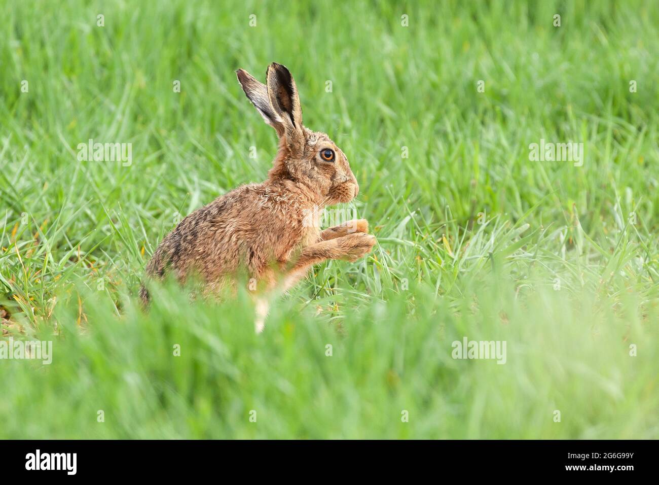 Beautiful Norfolk hare close up cleaning his paws in the morning sun in a grass field Stock Photo