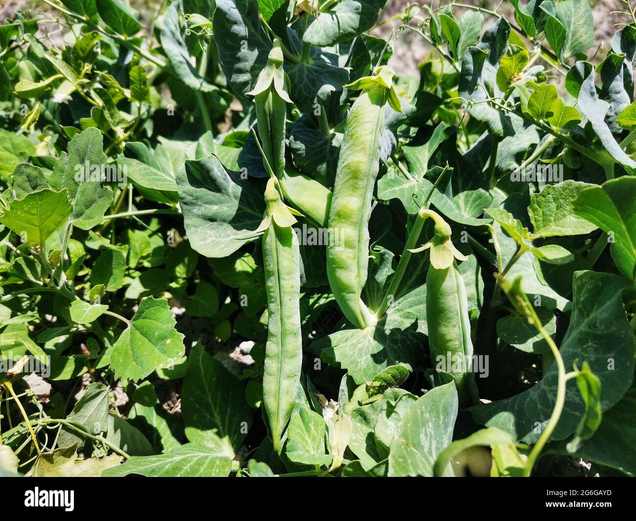 Peas in the garden. Shelled peas and grains. Pea plant and grain. Stock Photo