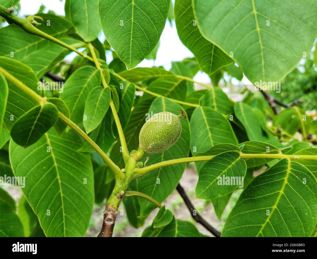 Walnuts on the tree branch. Walnut tree and walnut leaves Stock Photo