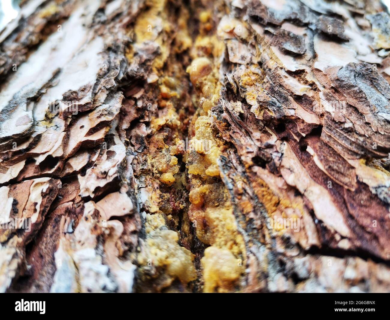 Pine resin in the pine tree trunk. Stock Photo