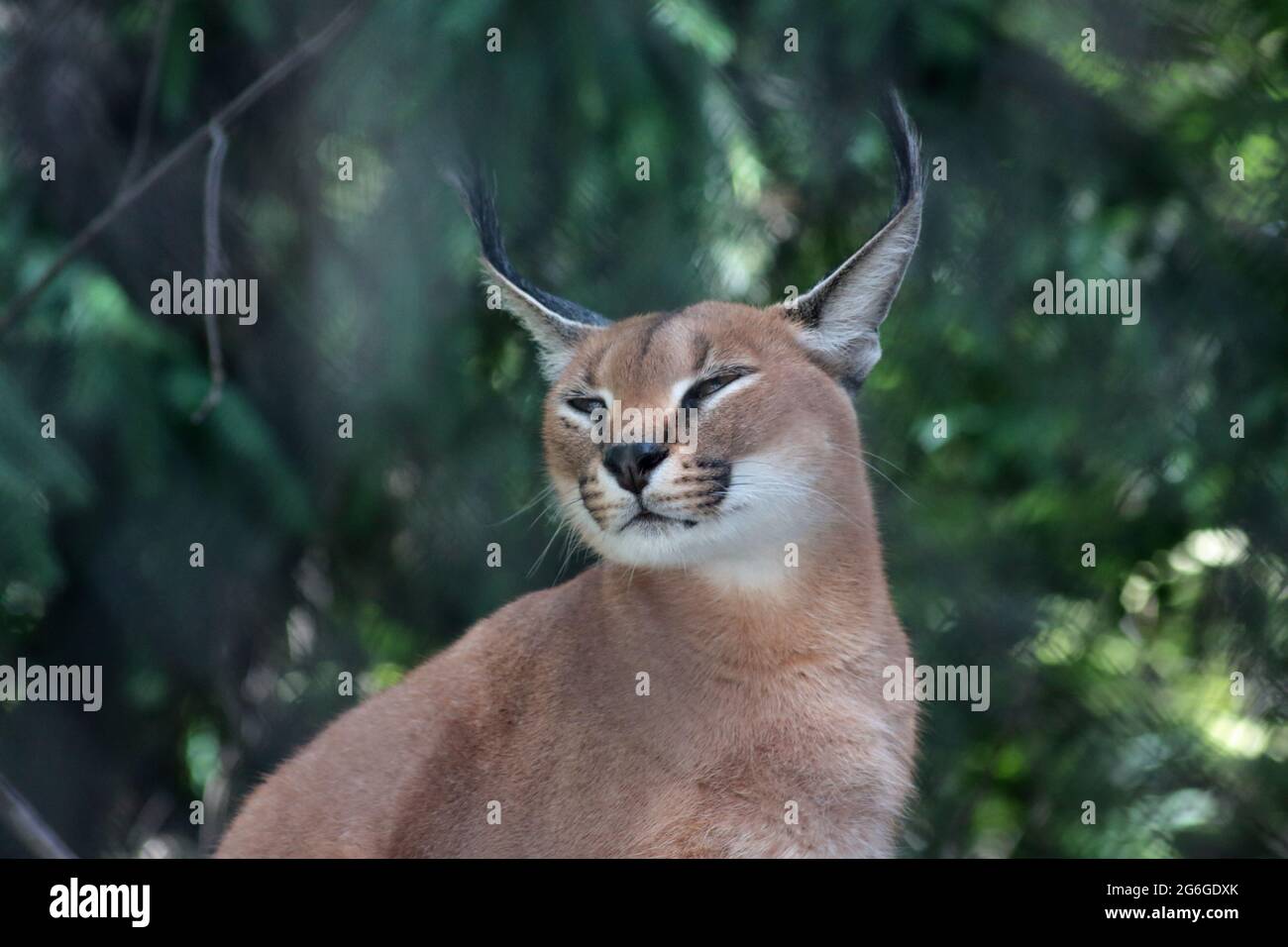 close up portrait of cute caracal against green background Stock Photo ...