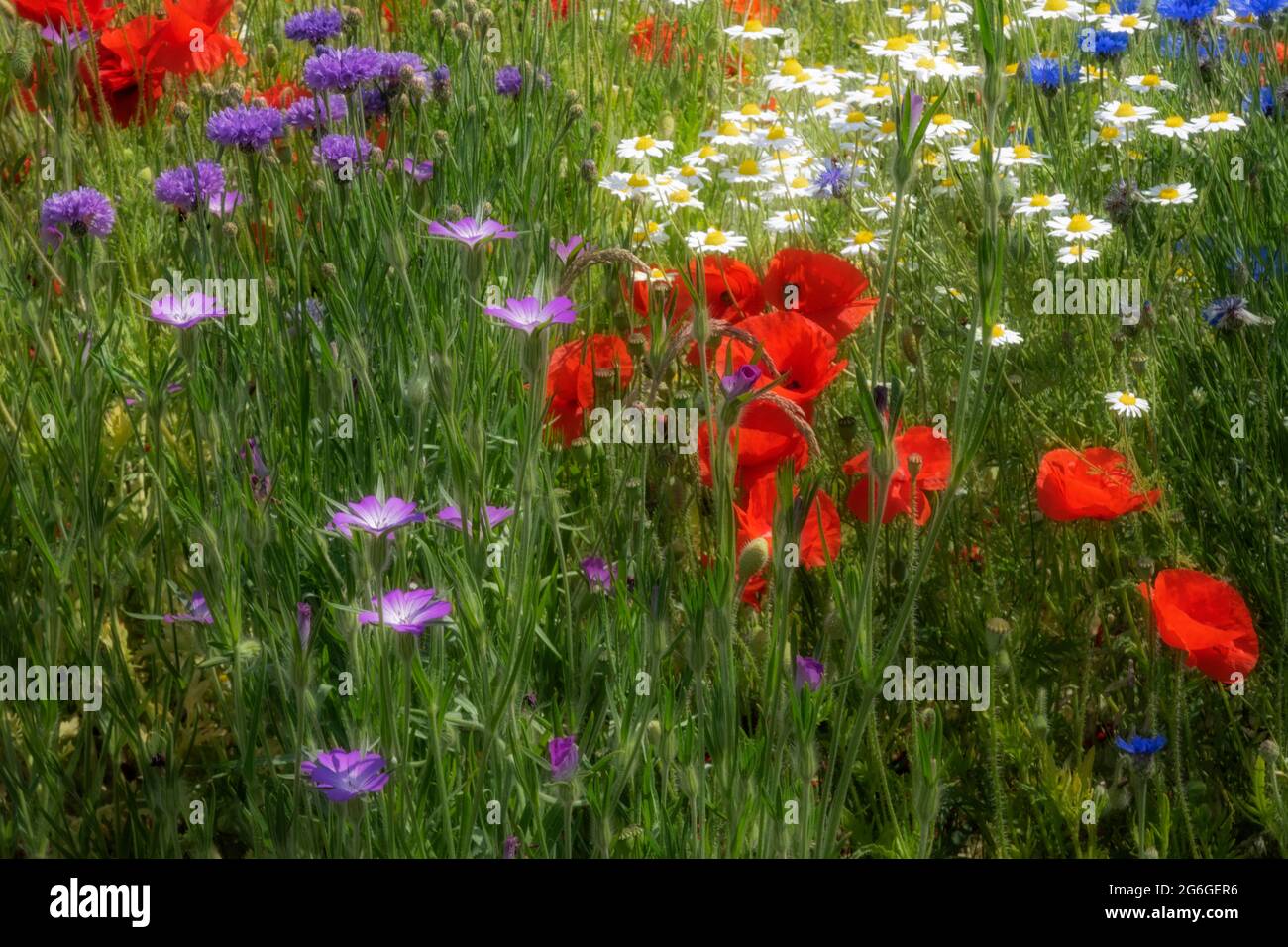 Wildflowers in grass verges hi-res stock photography and images - Alamy