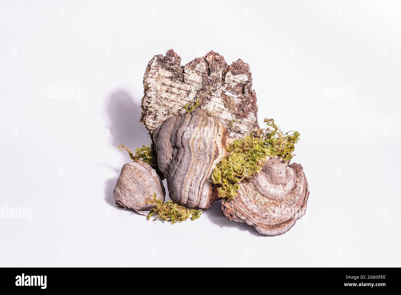Mushroom tinder fungus or Fomes fomentarius on isolated on white background Stock Photo