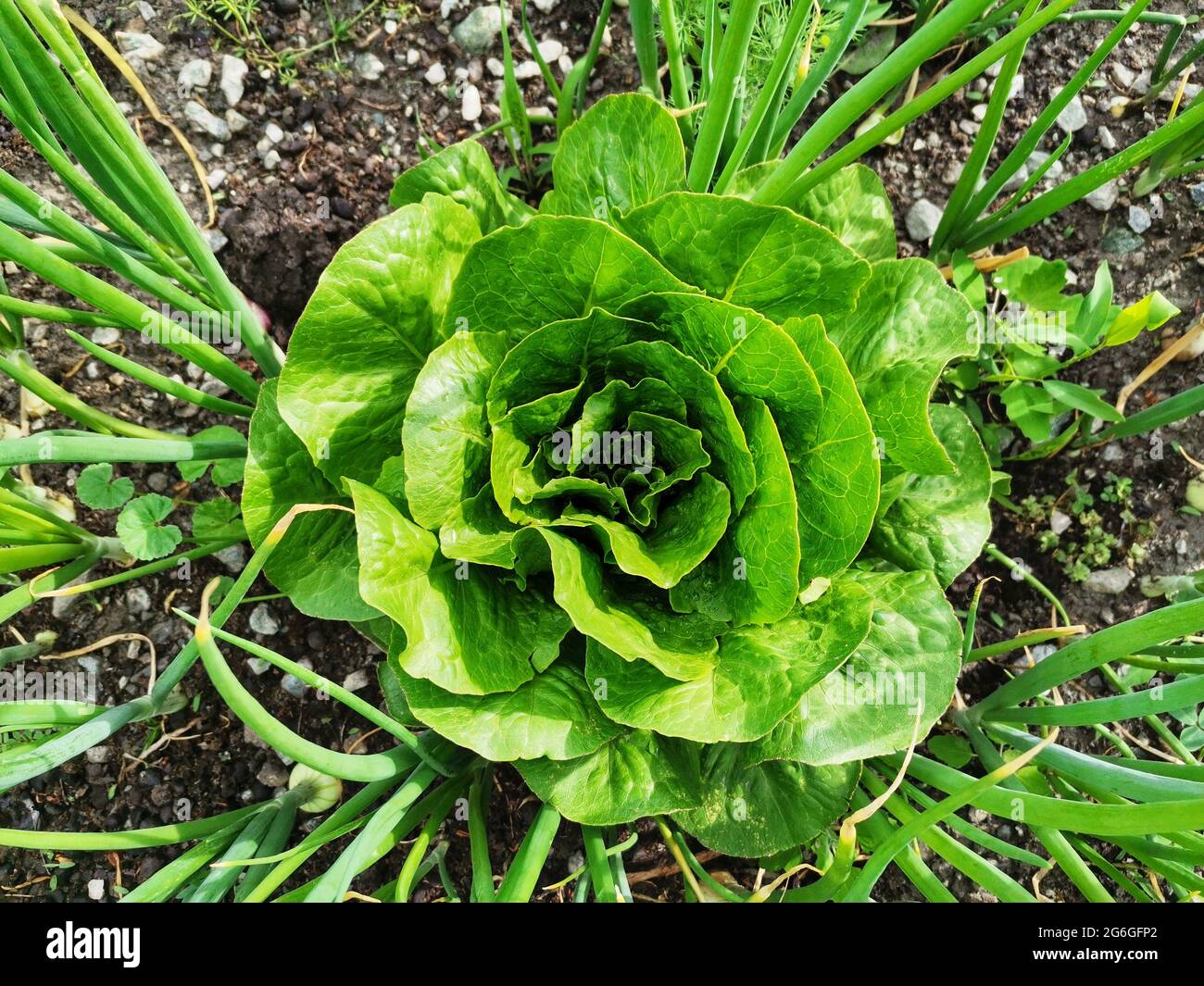 Lettuce vegetable. Green lettuces. Salad ingredient. Fresh lettuce