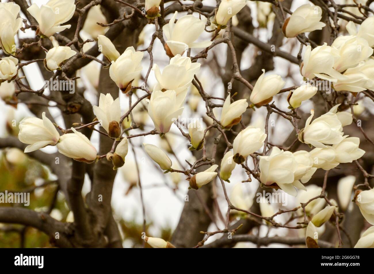 White magnolia flowers on tree Stock Photo - Alamy