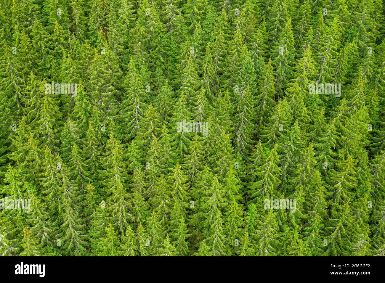 Aerial view of the top of pine trees. Green fur tree background  Stock Photo