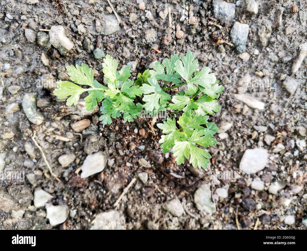 Parsley in the field. Parsley plant. Green parsley. Stock Photo