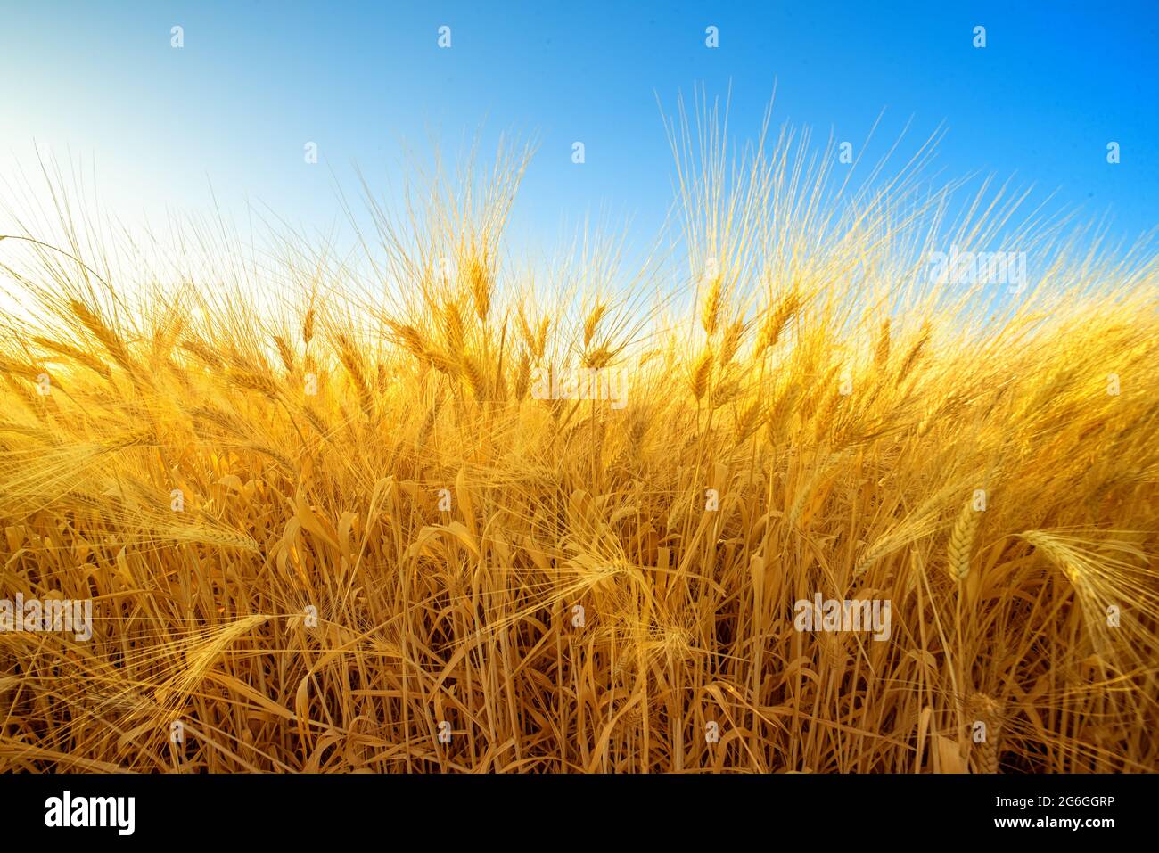 Golden field of barley against blue sky, harvest natural background Stock Photo