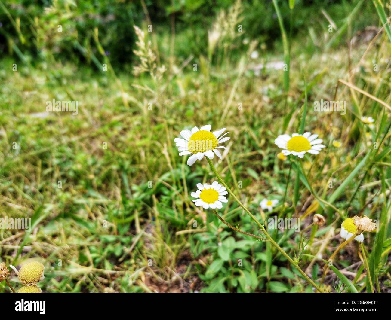 White flower in green grass field. Spring summer nature photo. Daisy flower in the field. Stock Photo