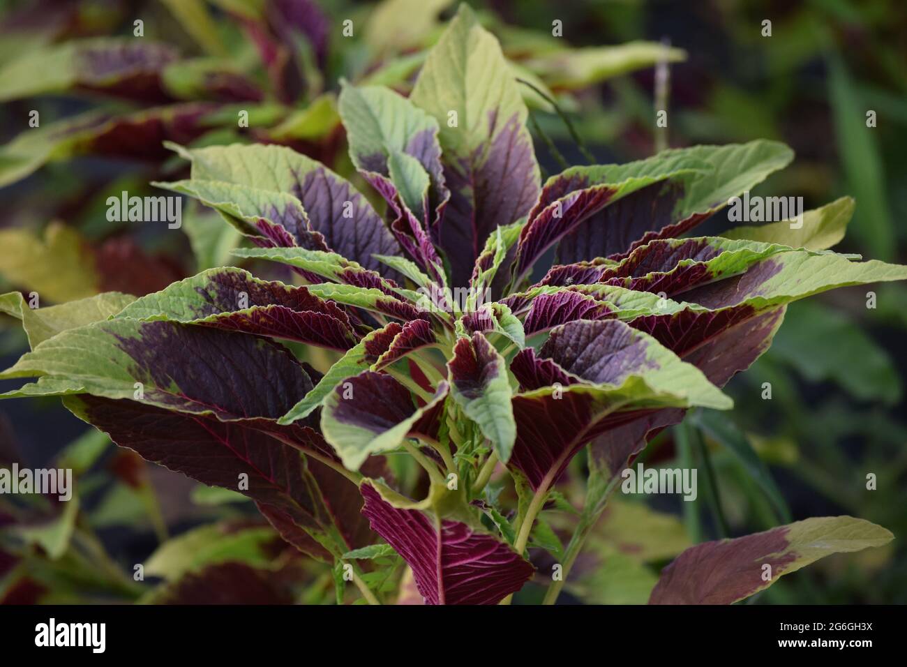 a colorful Vegetable amaranth with a Fly Stock Photo