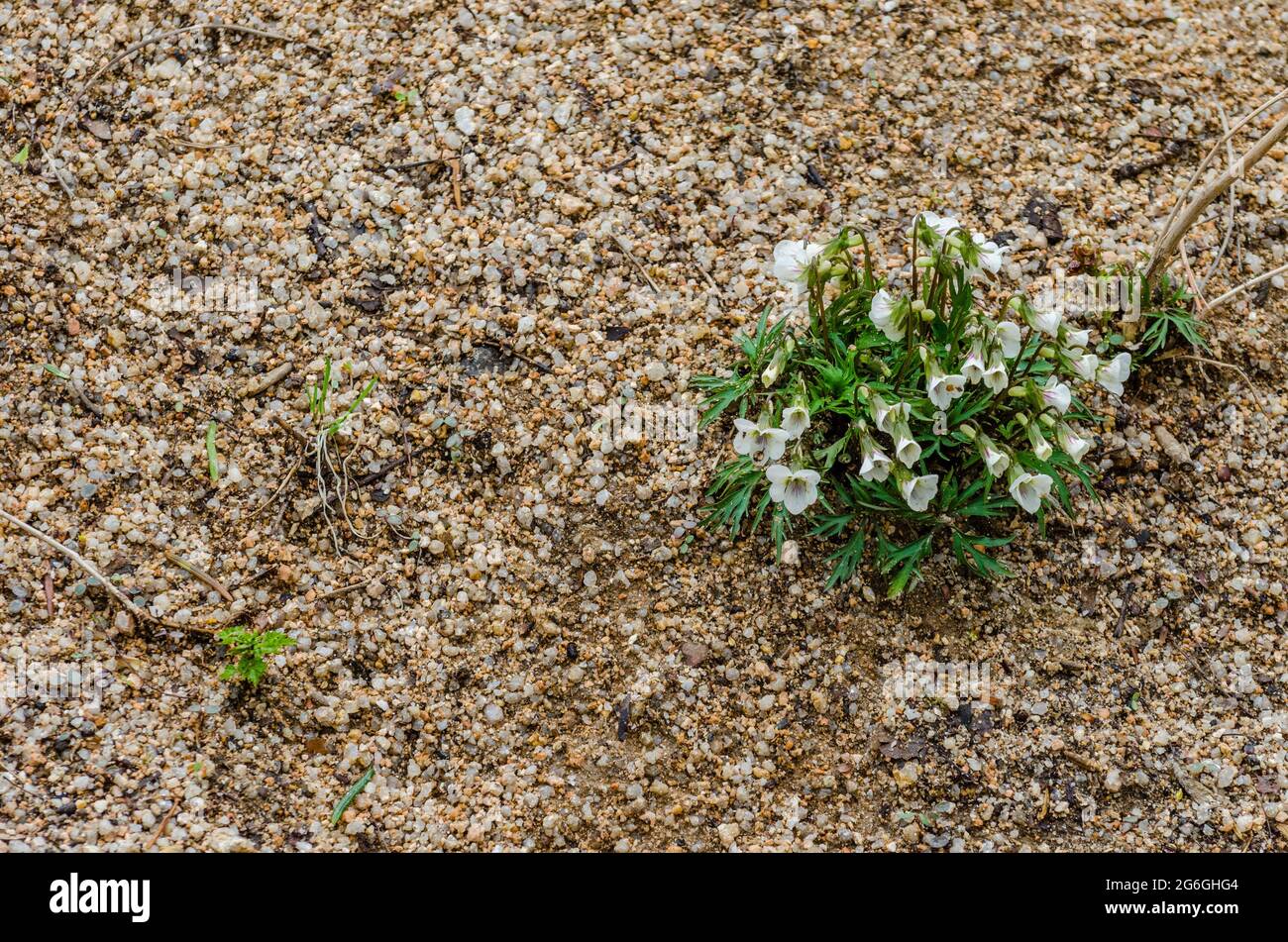 Small plants growing on the floor at Changdeokgung Palace's secret garden, Seoul, South Korea. Stock Photo