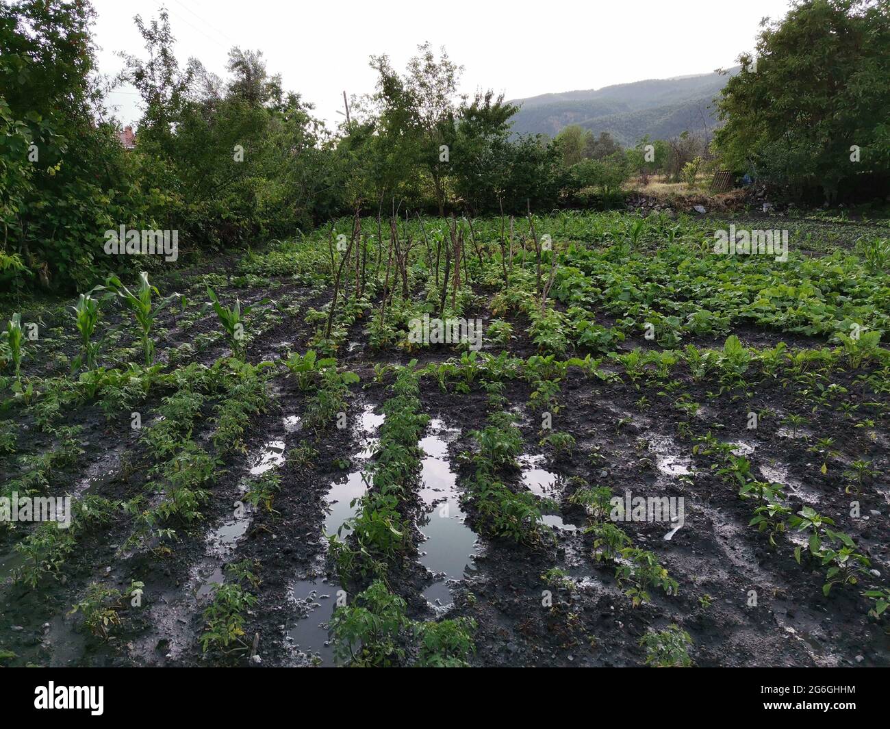 Vegetable garden. Tomato and cucumber seedlings. Stock Photo