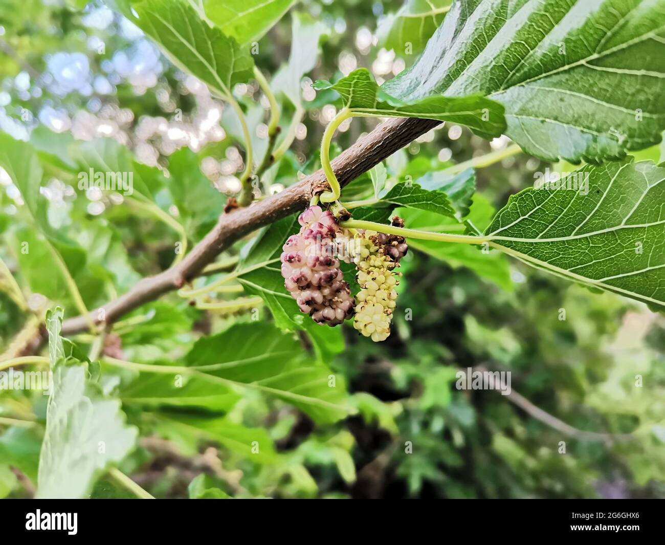 Mulberry tree and mulberry fruit. White berry Stock Photo Alamy