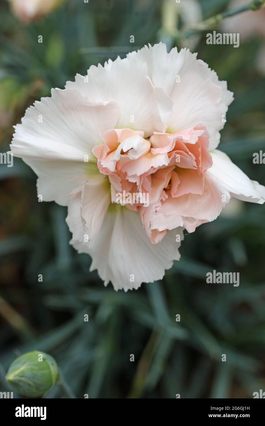 White and pink garden pink, Dianthus plumarius variety Devon Cream, flower where the usual yellow colour has mostly faded with a background of blurred Stock Photo