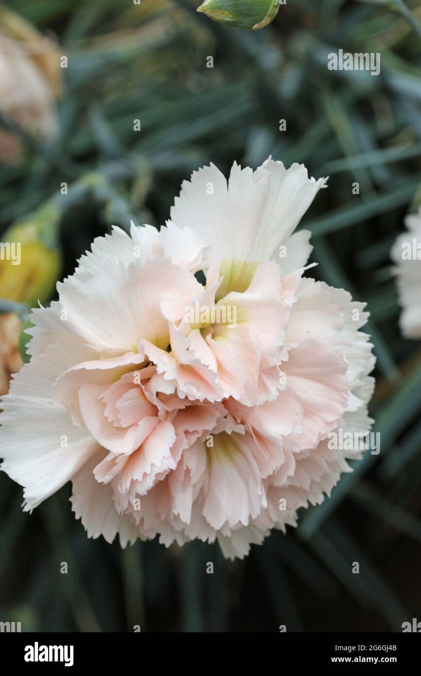 White and pink garden pink, Dianthus plumarius variety Devon Cream, flower where the usual yellow colour has mostly faded with a background of blurred Stock Photo