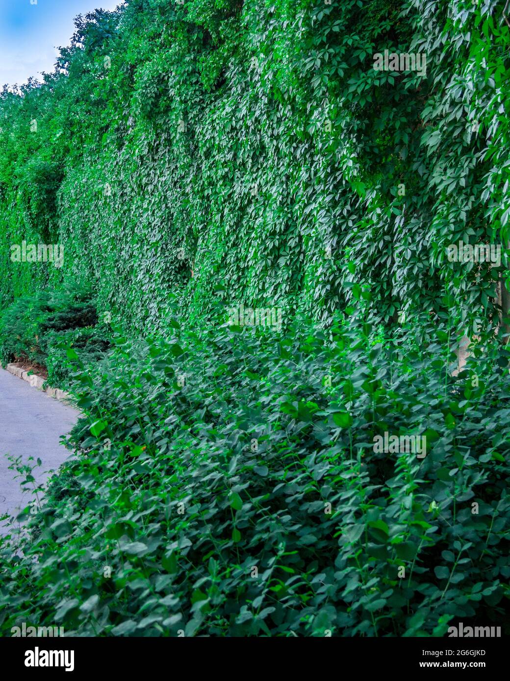 Virginia creeper(Parthenocissus quinquefolia) - covers the entire wall Stock Photo
