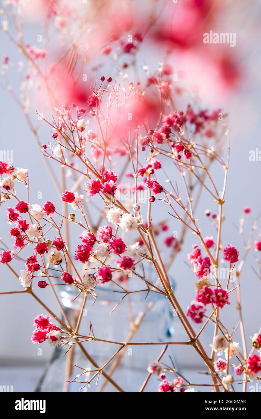 Gypsophila or baby's breath flowers Beautiful pink flower blooming with  soft light. Selective focus. Spring holiday card background. Delicate Stock  Photo - Alamy, image size:866x1390