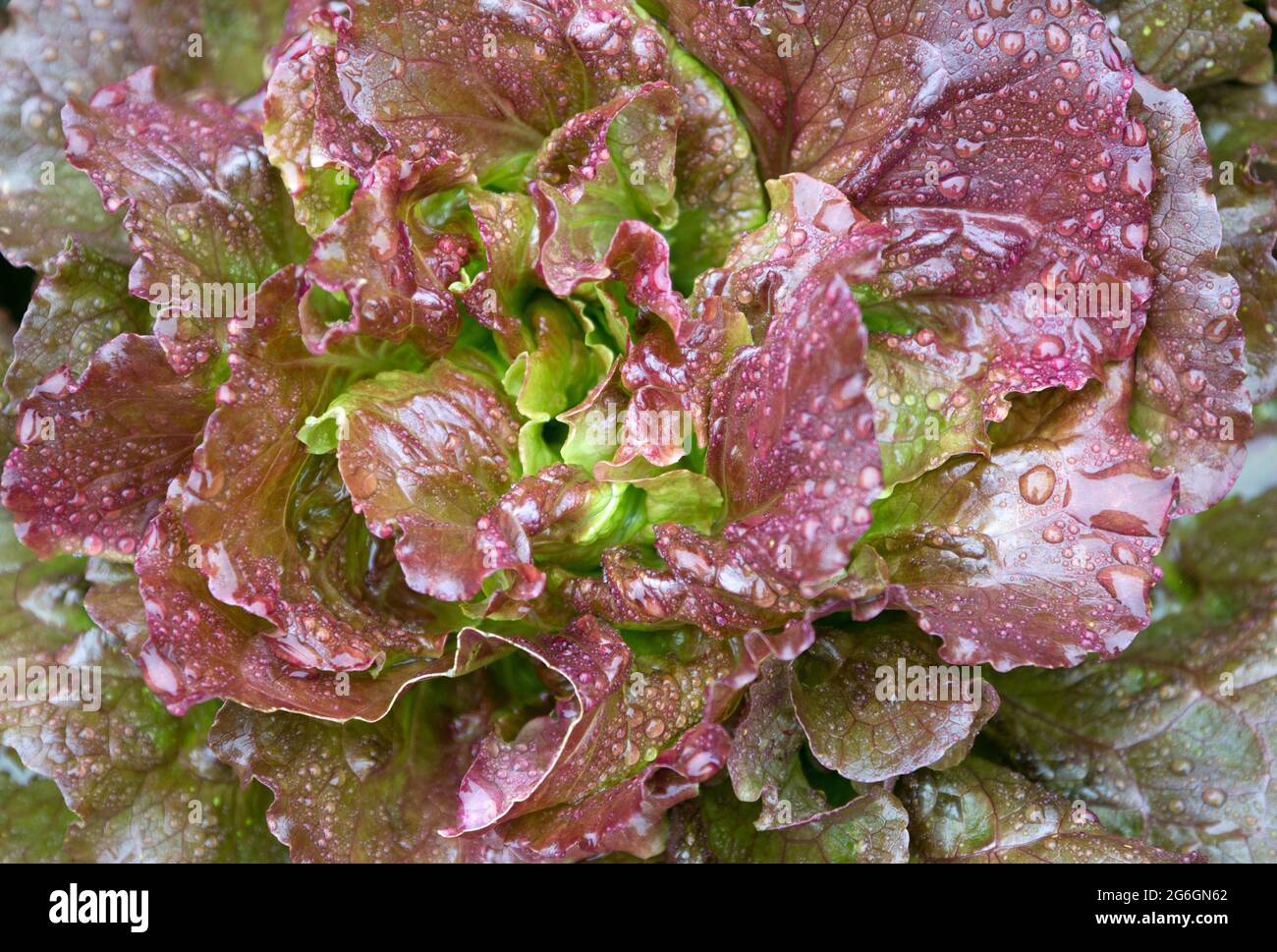 Batavia lettuce plant Stock Photo