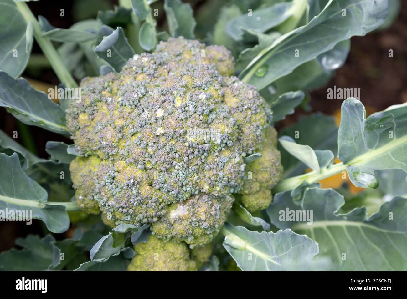 broccoli plant growing Stock Photo