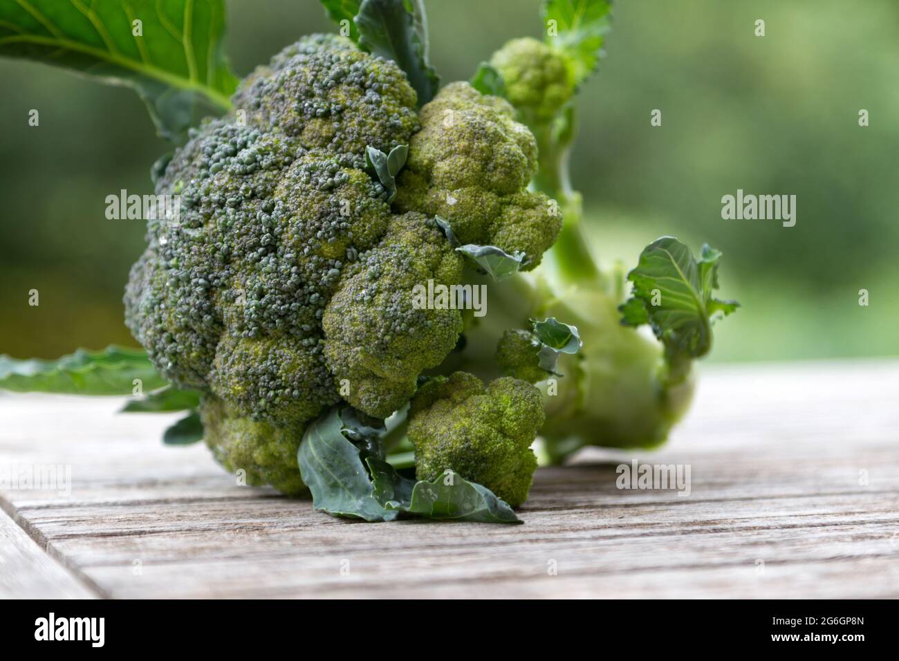 Freshly harvested head of broccoli Stock Photo