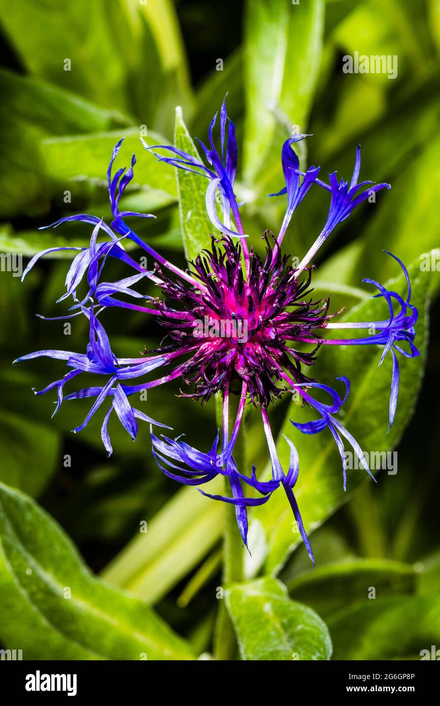Close-up of a blue Cornflower (Centaurea montana) in a north London spring garden, London, UK Stock Photo